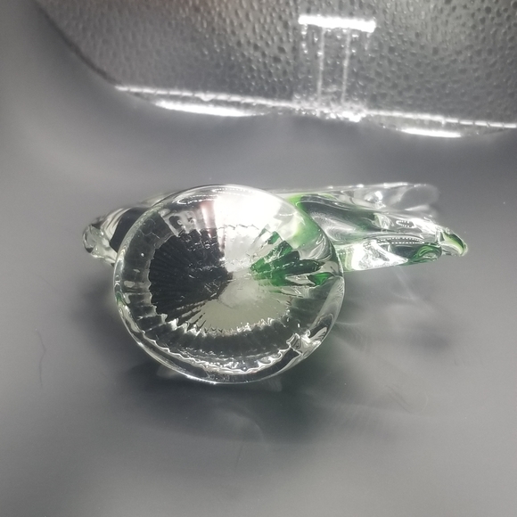 Glass fish - Picture 12 of 16
